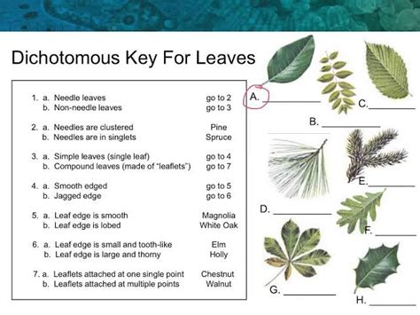 Key: A plant Identifying Method : Plantlet