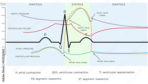 Wiggers diagram - The Cardiac Phases Stock Vector | Adobe Stock