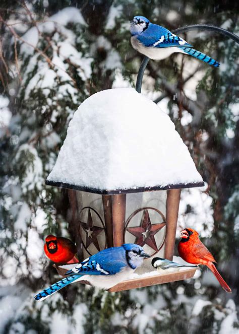 How to Choose the Best Cardinal Bird Feeder: Food, Reviews, FAQ’s, Top ...