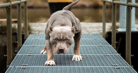 12 Most Dangerous Dog Breeds in World - Creature Companions