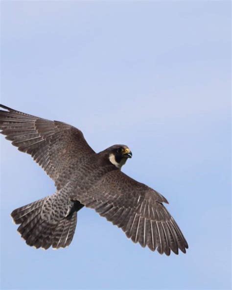 Peregrine Falcon Nesting and the Helpful Role of Climbers — Friends of Merriam Woods