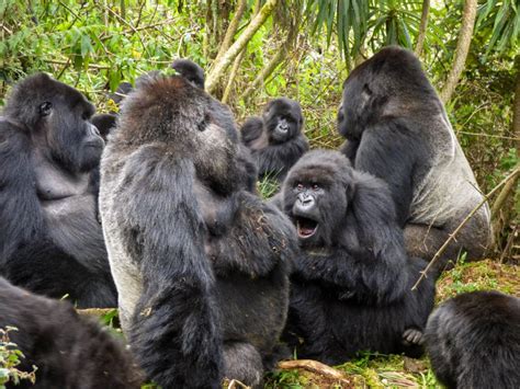 5TF: 5 Things About Gorilla Social Groups - Dian Fossey Gorilla Fund