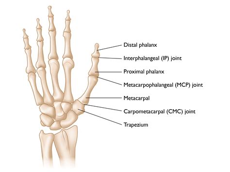 Types Of Joints In The Hand