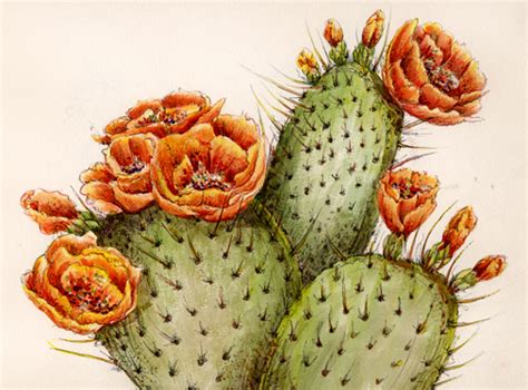 Prickly Pear Cactus 2004 Watercolor & Ink Drawing - a photo on Flickriver