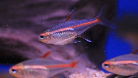 Glowlight Tetra Fish