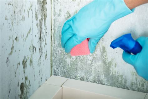 7 Tips for Availing mould cleaning services Sydney