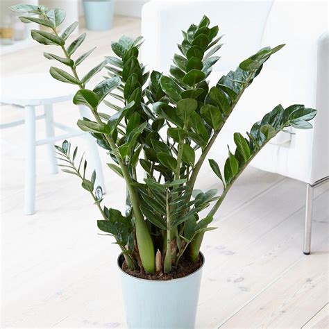 Zamioculcas zamiifolia - fern arum | Shade plants, House plants, Indoor plants