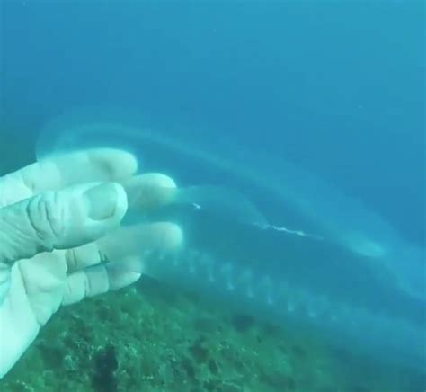 Watch As This Diver Interacts With A Rare Translucent Sea Salp | LaptrinhX / News