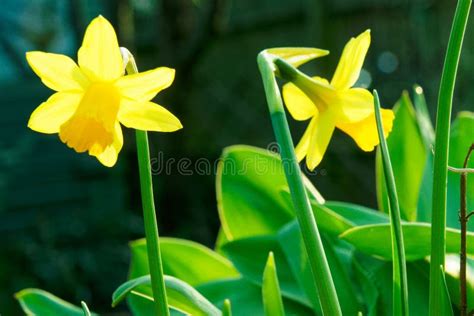 Daffodil in early spring stock image. Image of natural - 51057305