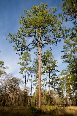 Longleaf Pine Tree Identification