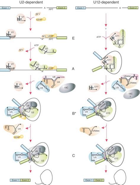 Spliceosome assembly. The interactions of the spliceoso | Open-i