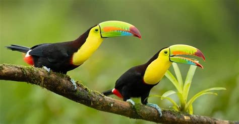 Keel-Billed Toucan - A-Z Animals