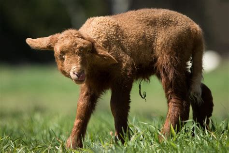 Tunis Sheep for sale in Waco, Texas