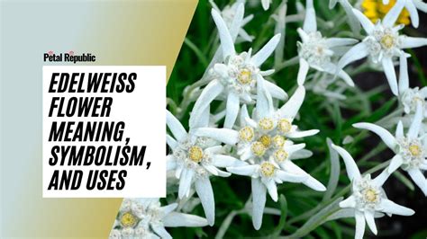 Edelweiss Flower Meaning, Symbolism, and Uses - YouTube