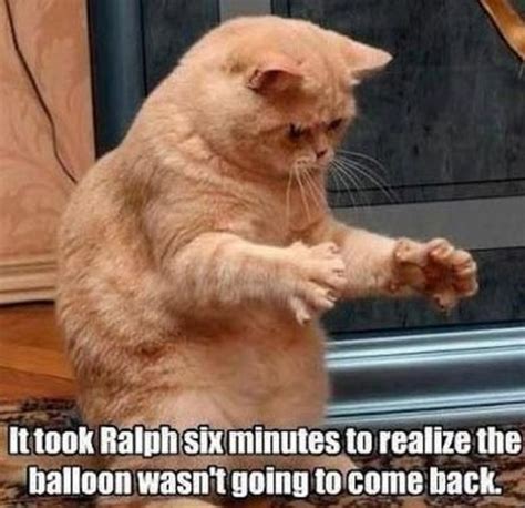 55 Funniest Cat Memes Ever