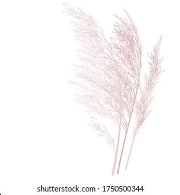 Wallpaper Pampas Grass Background - magicheft