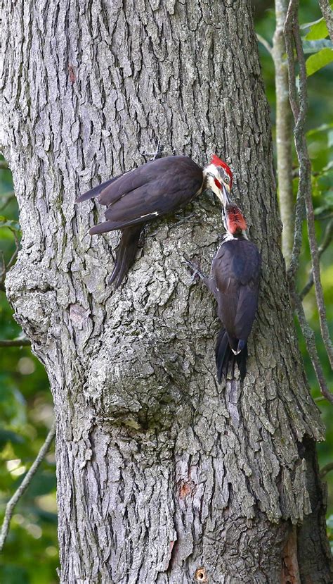 Pileated woodpecker. Michigan. : r/wildlifephotography