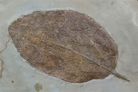 3" Detailed Fossil Leaf (Unidentified) - Montana (#92592) For Sale - FossilEra.com