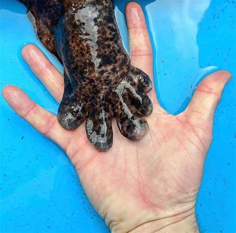 The hand of a chinese giant salamander : r/pics