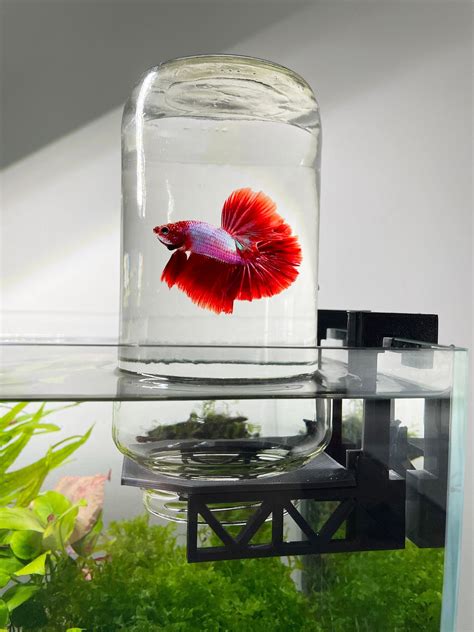 Pretty Betta Fish Tanks