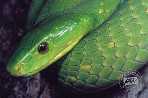 Green Mamba Snake Bite