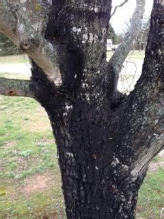 Japanese Maple Tree Bark Diseases Pictures - nacionefimera