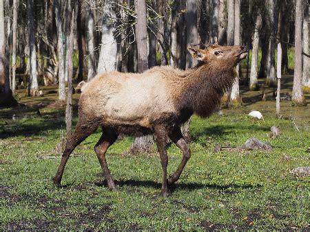 Elk Overview, Characteristics & Habitat | What are Elks? | Study.com