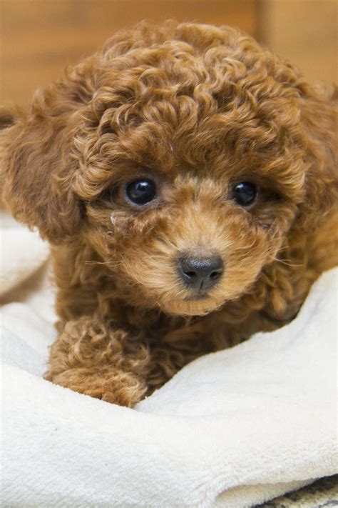 Poodle Puppies (20+ Perfect Pups) - Talk to Dogs