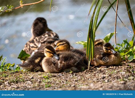 Baby Ducks with Their Mother Stock Photo - Image of next, banks: 180282918