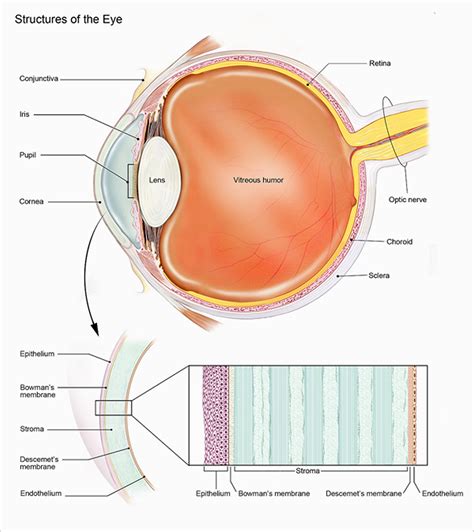 20+ Anatomy Of An Eye Pics | anatomysystems