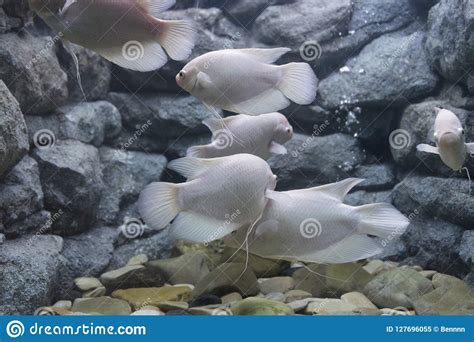 Giant Gourami Fish in Aquarium Stock Image - Image of beautiful, white ...