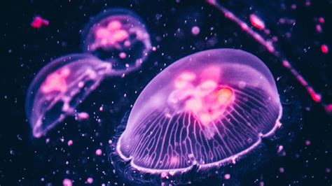 Discover more than 82 jellyfish wallpaper 4k - in.coedo.com.vn