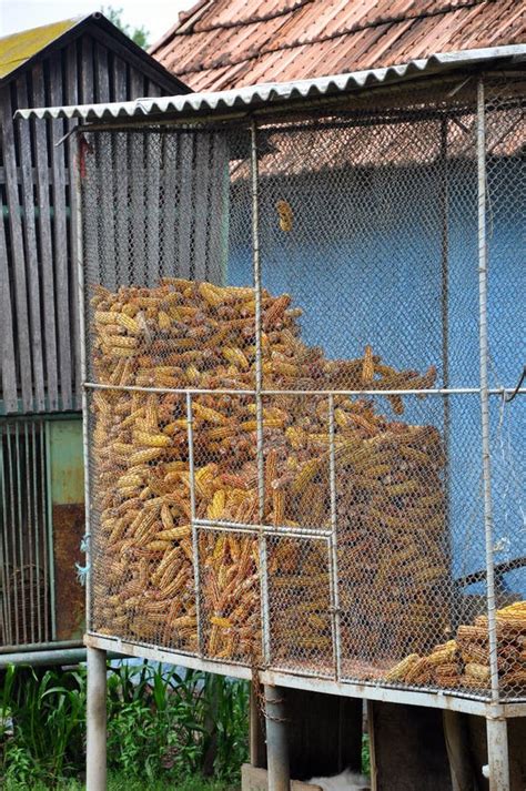 Dry Corn Storage stock image. Image of farm, cage, field - 16955007