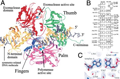 Dna Polymerase 1 Structure