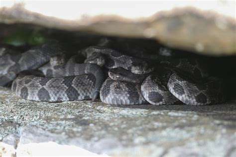 Baby Timber Rattlesnake Identification