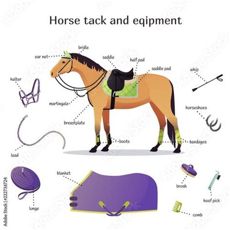 Vector collection with various elements of horse tack and equipment. Horse riding, training and ...