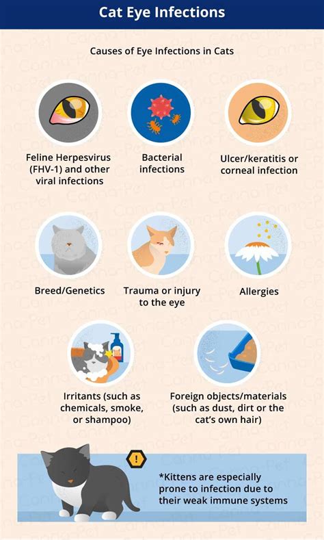 Cat Eye Infection Medicine