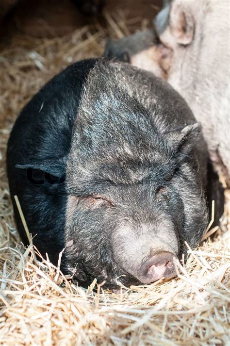 sleeping pig on the farm | Stock image | Colourbox