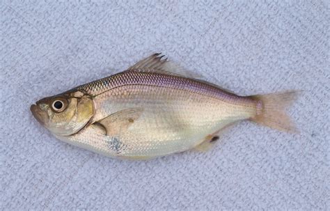 Spotfin Surfperch - Pier Fishing in California