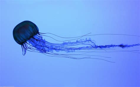 jellyfish, Water, Animals, Medusa Wallpapers HD / Desktop and Mobile ...