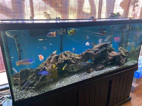 125 Gallon Fish Tank with stand for $350 total - Woodbridge, NJ Patch