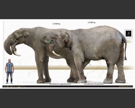 Deinotherium ~ Everything You Need to Know with Photos | Videos