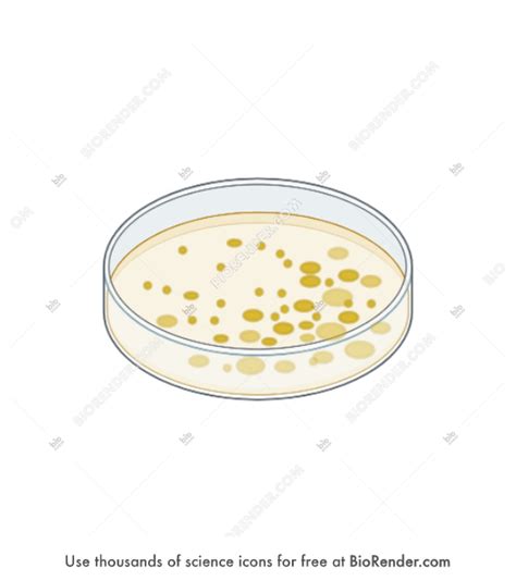 Free Petri dish with bacteria colonies Icons, Symbols & Images | BioRender