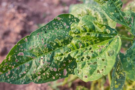 6 Common Plant Diseases & Pests - Benchmark LandscapeBenchmark Landscape