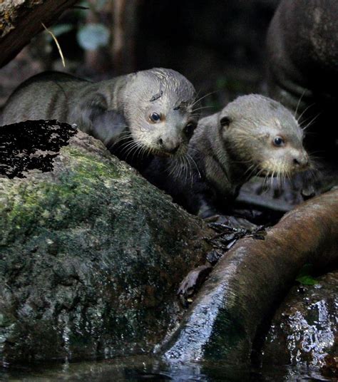 Baby Giant Otter Swimming Lessons! | Otters cute, Cute baby animals, Otter pup