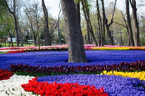 Premium Photo | Tulip garden full of various colors of tulips in spring