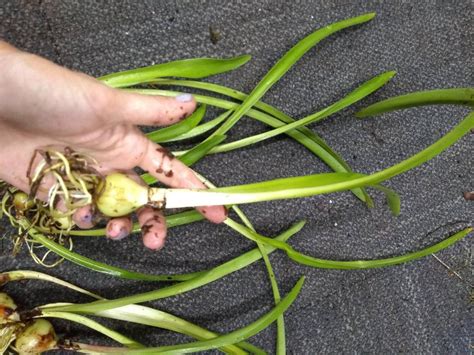 Easter Lily Bulbs lilies potted plant or loose WELL rooted | Etsy