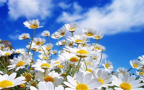 Daisies wallpaper | 1920x1200 | #66403