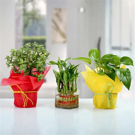 Set of 3 Good Luck Plants | Gift Set Of 3 Lucky Plants Online - Ferns N Petals