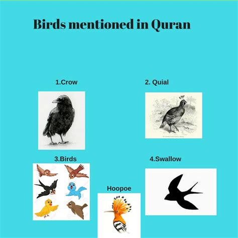 Life Cycle Of A Bird |Crafts/art | Birds/animals Mentioned In Quraan Series | Facts Of Birds In ...